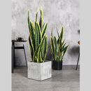 Kunstpflanze Bogenhanf Sansevieria laurenti 100 cm