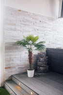 Planta artificial Palmito Chamaerops Trachycarpus 150 cm
