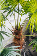 Planta artificial Palmito Chamaerops Trachycarpus 150 cm