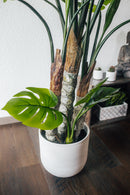 Planta artificial Filodendro Monstera 170 cm