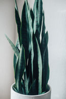 Kunstpflanze Bogenhanf Sansevieria trifasciata 100 cm