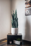 Kunstpflanze Bogenhanf Sansevieria trifasciata 100 cm