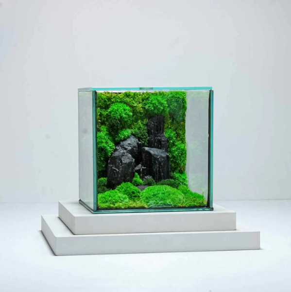 Moos Cube Mossarium
