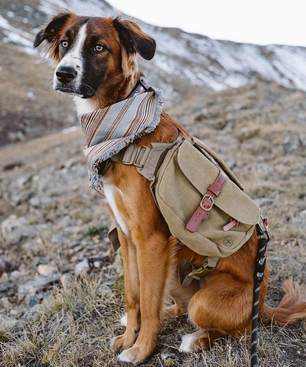 Dog bag Ranger