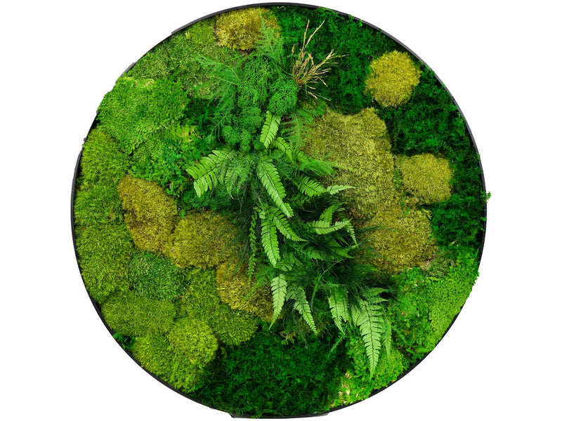 Moss picture diameter 60cm