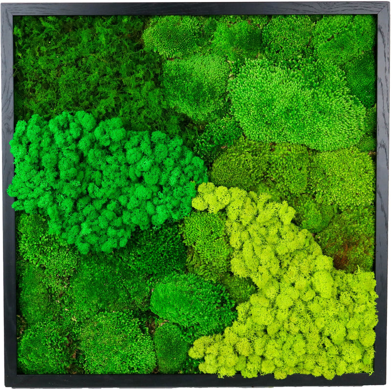 Moss picture 60cm x 60cm Natural Elegance
