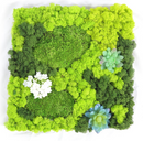 Real moss panel 50cm x 50cm