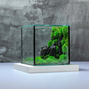 Cube Mossarium natural real moss