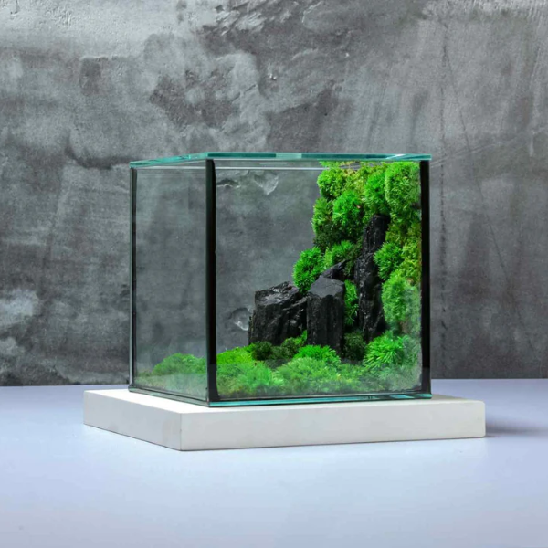 Cube Mossarium natural real moss