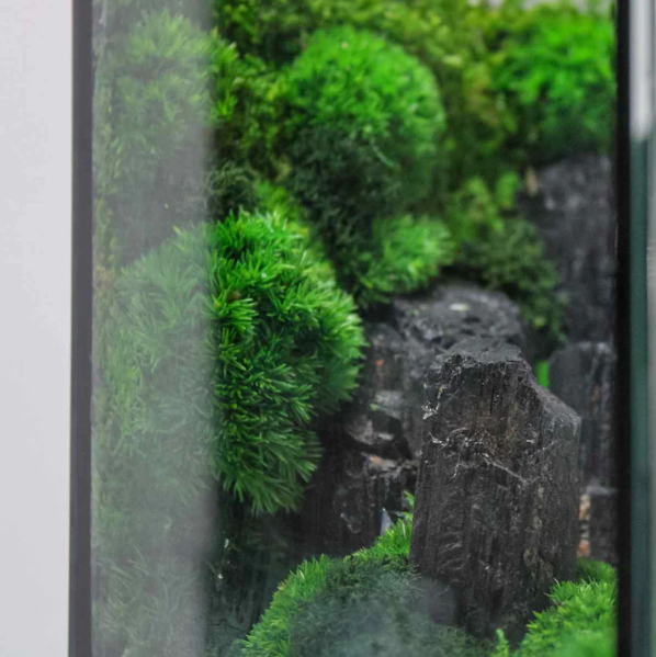 Zoomed image of real moss Nature Cubicle