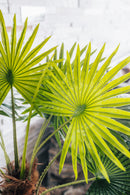 Artificial plant fan palm Chamaerops Trachycarpus 150 cm
