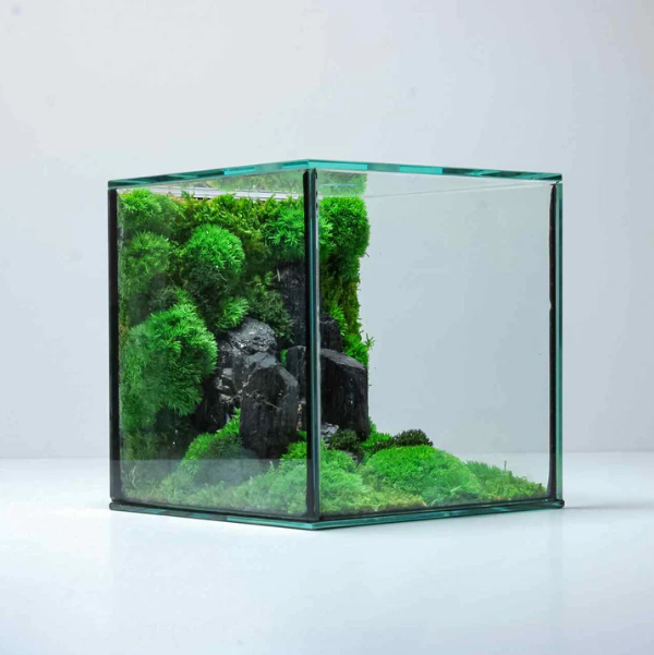 Cube Mossarium
