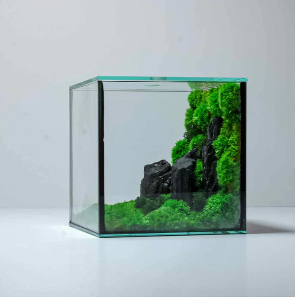 Cube Mossarium Décoration 