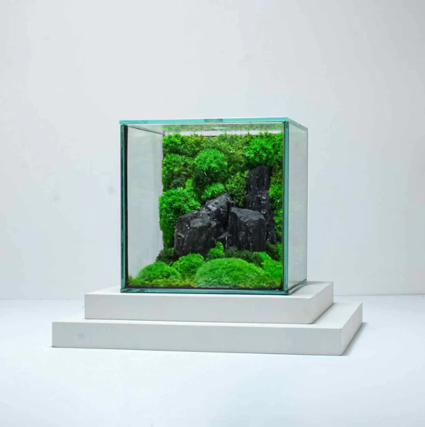 Cube Mossarium Décoration