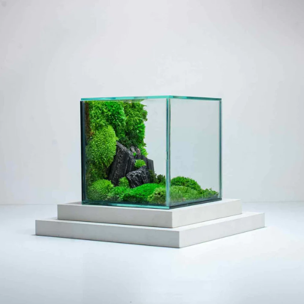Cube Mossarium Mousse véritable