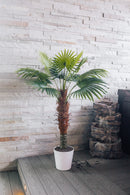 Plante artificielle Palmier éventail Chamaerops Trachycarpus 150 cm