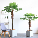 Plante artificielle Palmier éventail Chamaerops Trachycarpus 200 cm