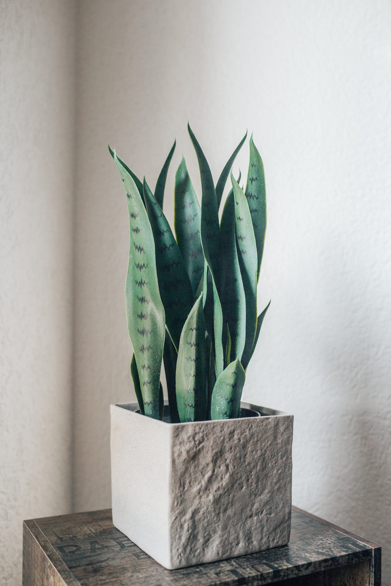 Plante artificielle chanvre arqué Sansevieria trifasciata 40 cm