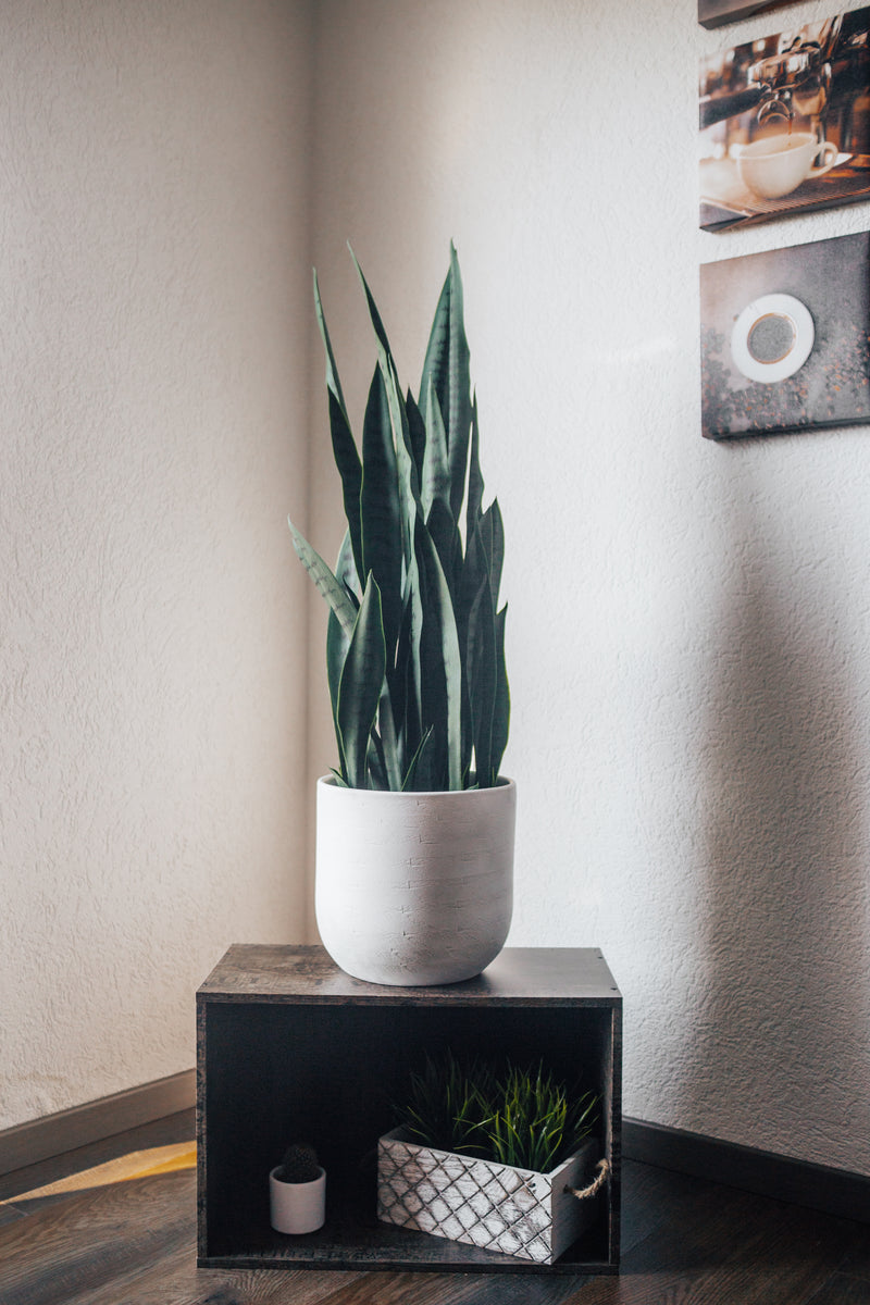 Plante artificielle chanvre arqué Sansevieria trifasciata 100 cm