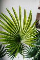 Plante artificielle Palmier éventail Chamaerops Trachycarpus 140 cm