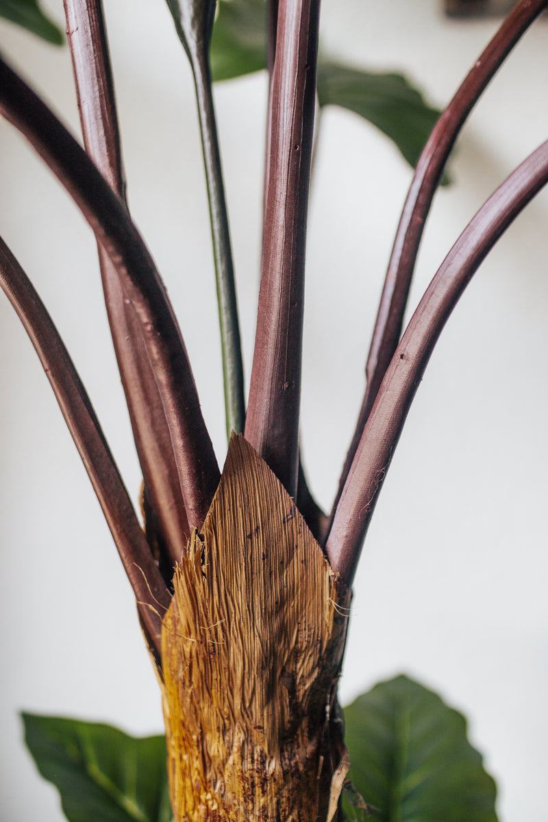 Planta artificial Alocasia 160 cm
