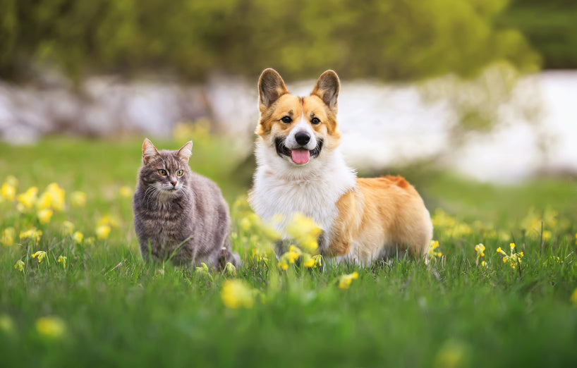 Animali domestici