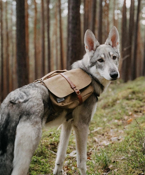 Borsa per cani Ranger
