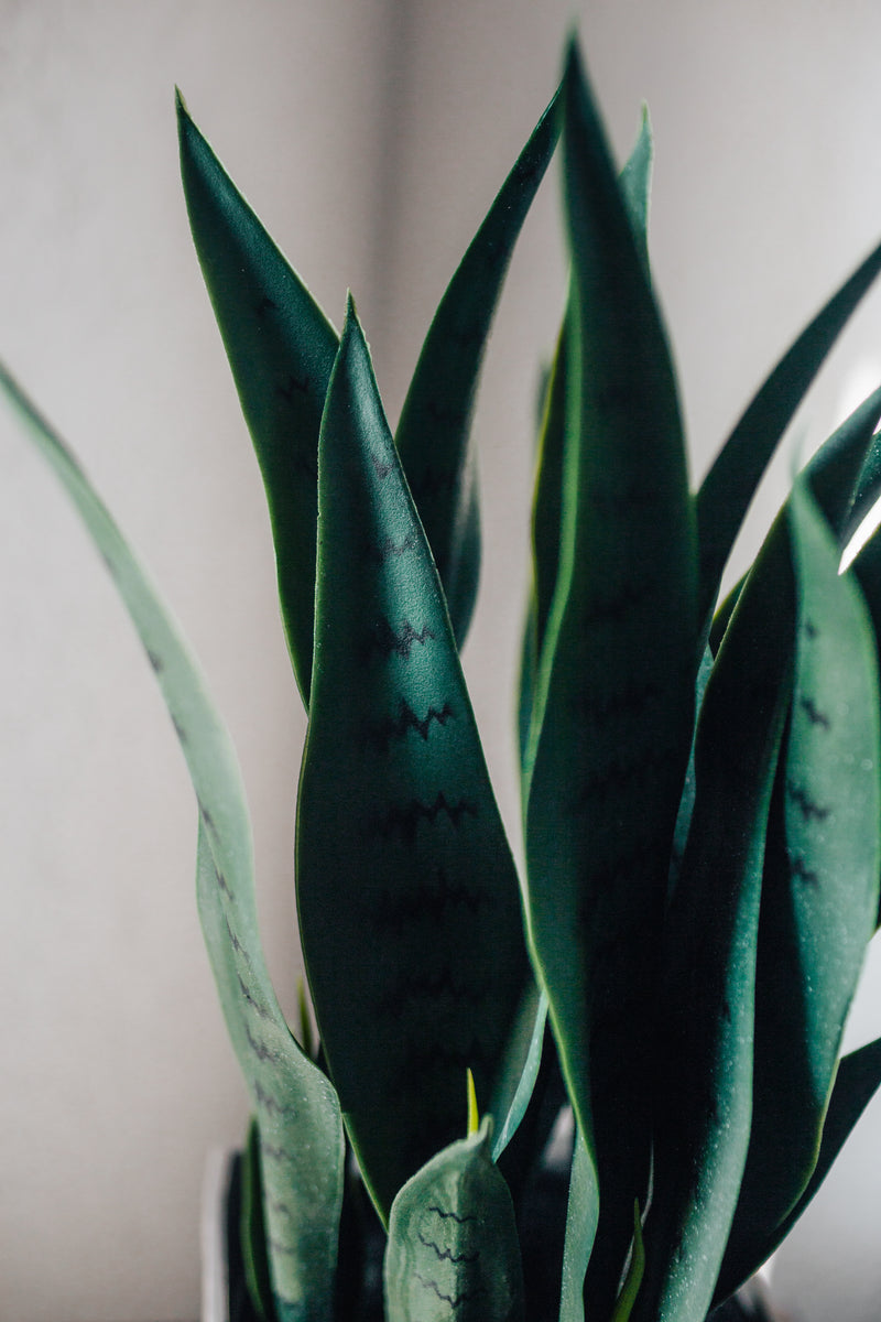 Pianta Artificiale Cáñamo Sansevieria trifasciata 40 cm