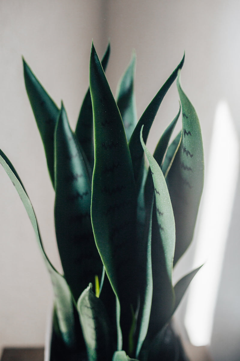 Pianta Artificiale Cáñamo Sansevieria trifasciata 40 cm