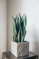 Pianta artificiale Arco di canapa Sansevieria trifasciata 40 cm