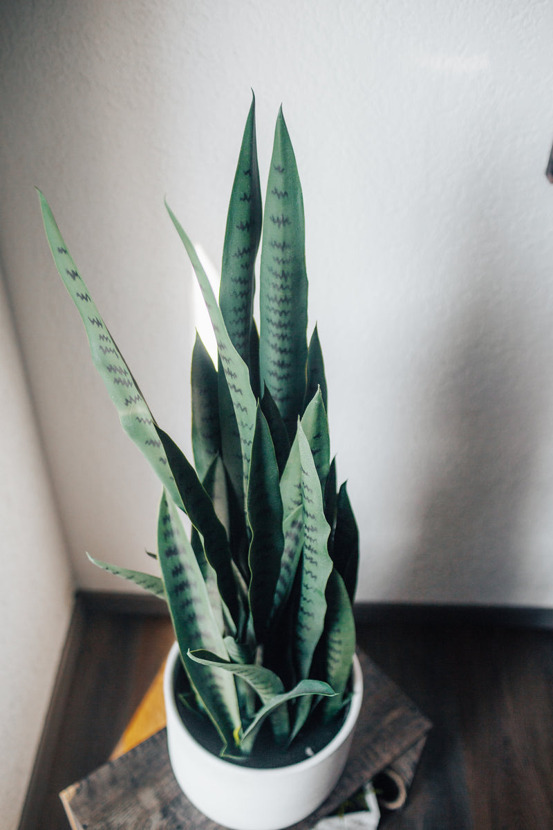 Pianta Artificiale Cáñamo Sansevieria trifasciata 100 cm