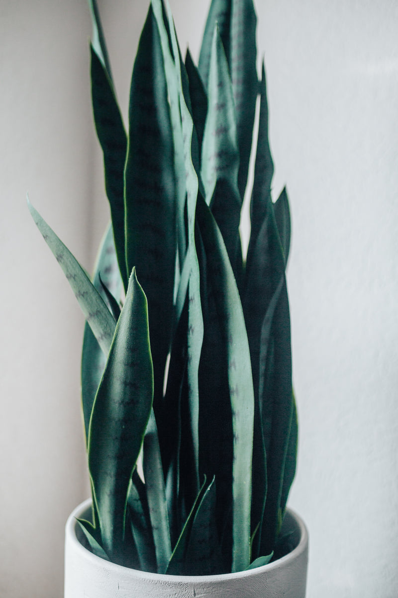 Pianta Artificiale Cáñamo Sansevieria trifasciata 100 cm