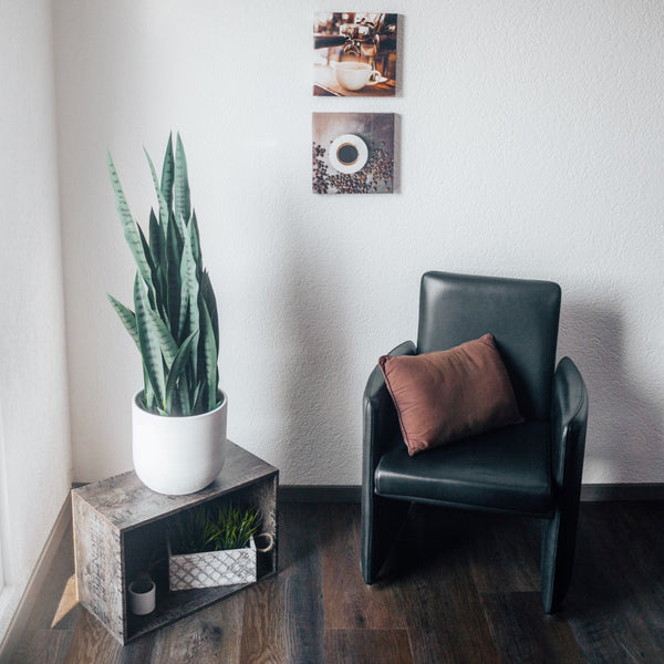 Pianta artificiale Arco di canapa Sansevieria trifasciata 100 cm