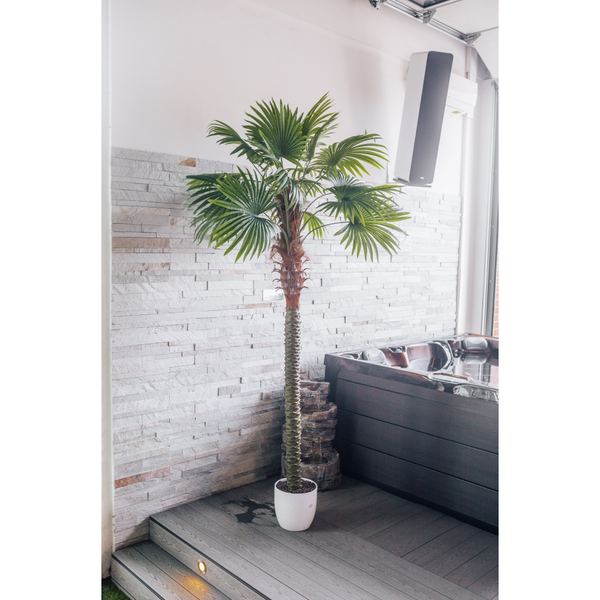 Pianta artificiale Ventaglio di palma Chamaerops Trachycarpus 200 cm